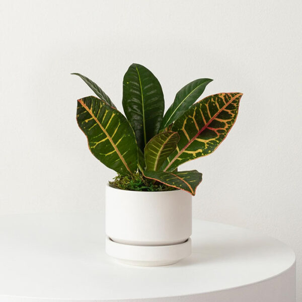 W Indoor Plants Small 1 0.jpg