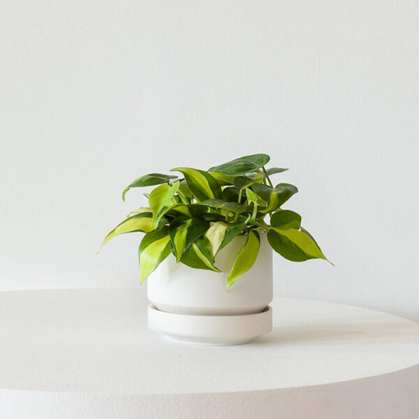 W Indoor Plants Small 6 0.jpg